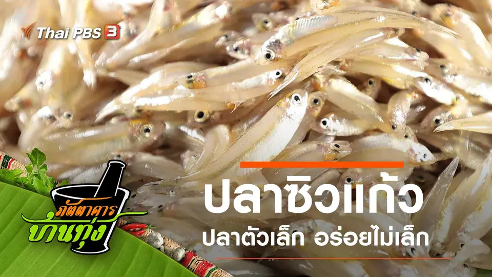 ปลาซิวแก้ว