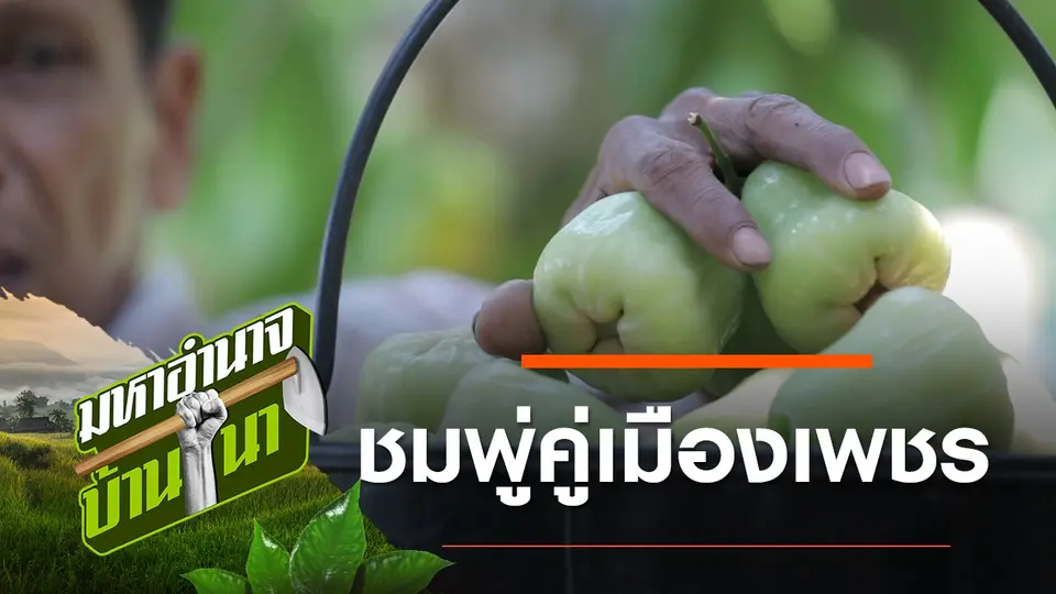 ชมพู่คู่เมืองเพชร