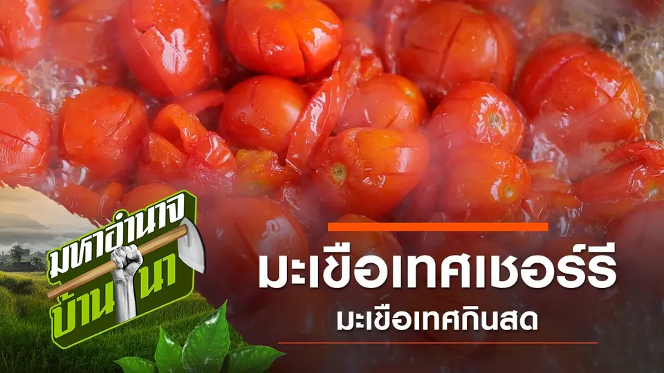 มะเขือเทศเชอร์รี มะเขือเทศกินสด