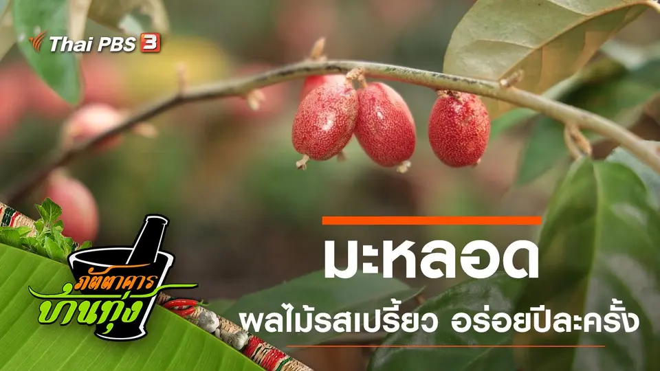 มะหลอด