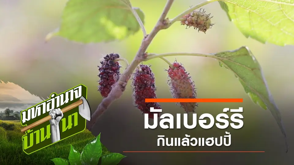 มัลเบอร์รี กินแล้วแฮปปี้