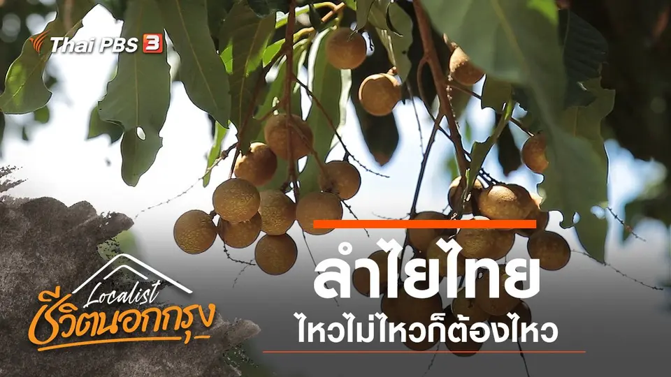 ลำไยไทย ไหวไม่ไหวก็ต้องไหว