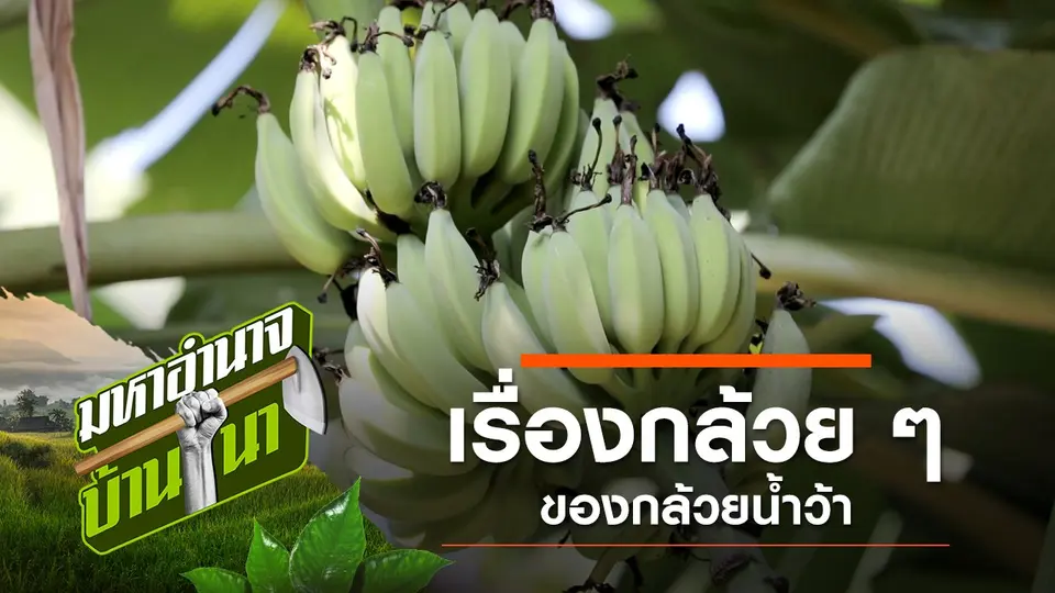 เรื่องกล้วย...กล้วยน้ำว้า