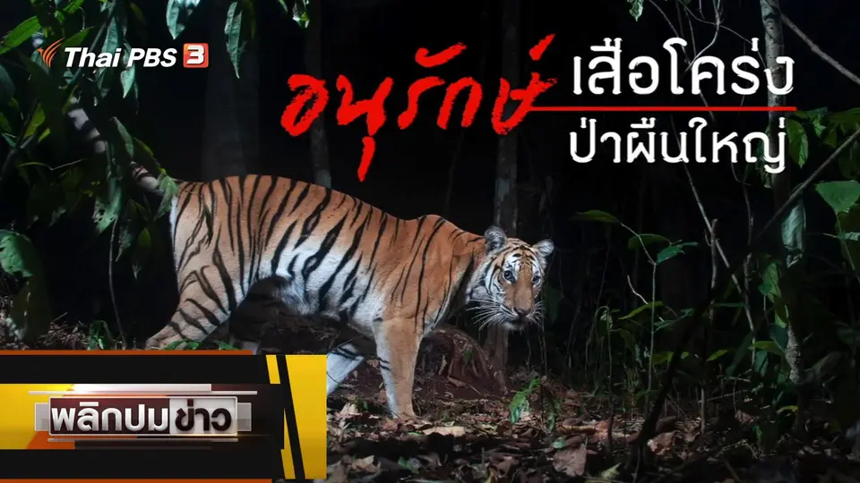 อนุรักษ์เสือโคร่ง ป่าผืนใหญ่