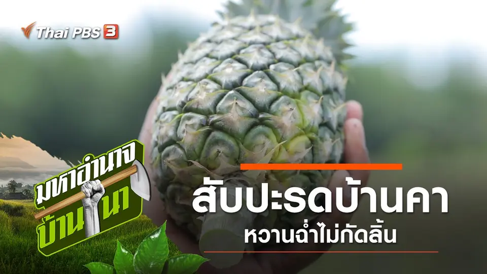 สับปะรดบ้านคา หวานฉ่ำไม่กัดลิ้น