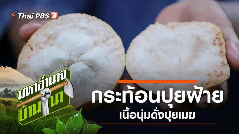 กระท้อนปุยฝ้ายเนื้อนุ่มดั่งปุยเมฆ