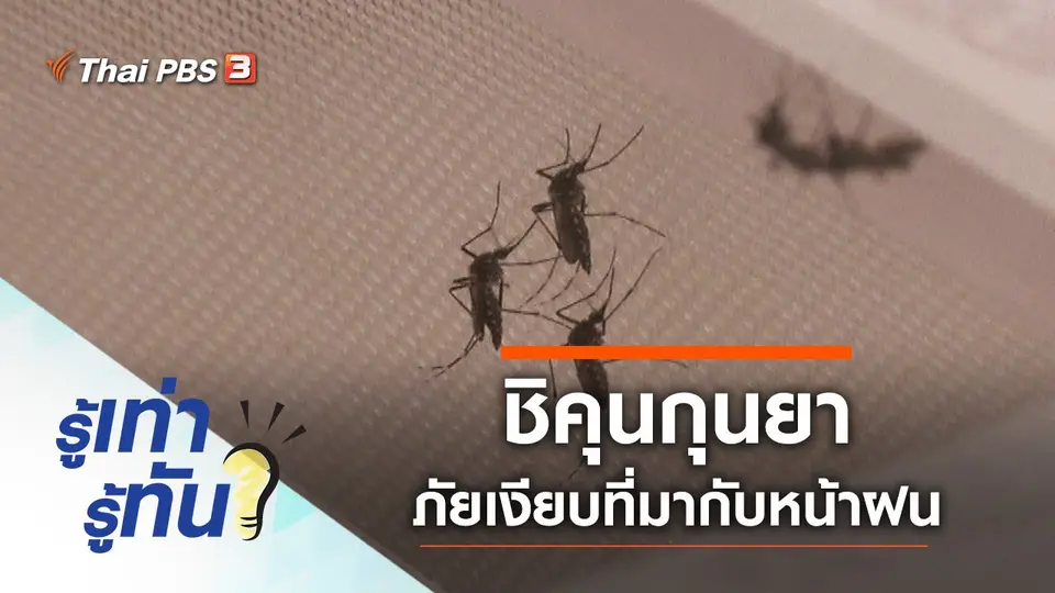 ชิคุนกุนยา ภัยเงียบที่มากับหน้าฝน