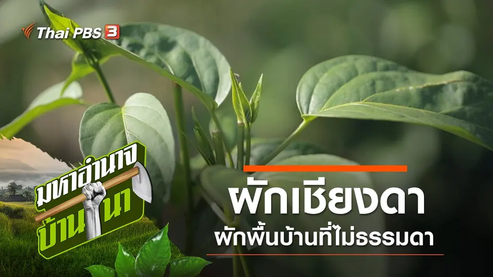 ผักเชียงดา ผักพื้นบ้านที่ไม่ธรรมดา
