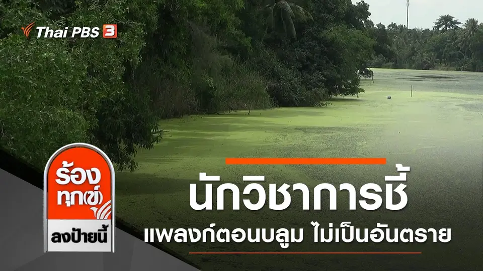 นักวิชาการชี้แพลงก์ตอนบลูมในคลองบางกล่ำ ไม่เป็นอันตราย จ.สงขลา