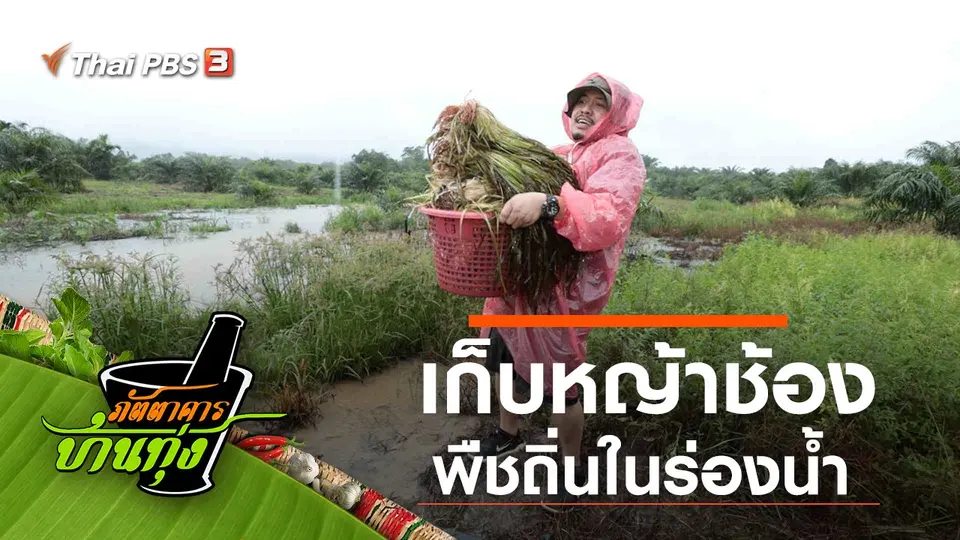 หญ้าช้อง