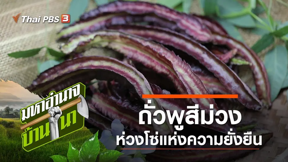 ถั่วพูสีม่วง ห่วงโซ่แห่งความยั่งยืน