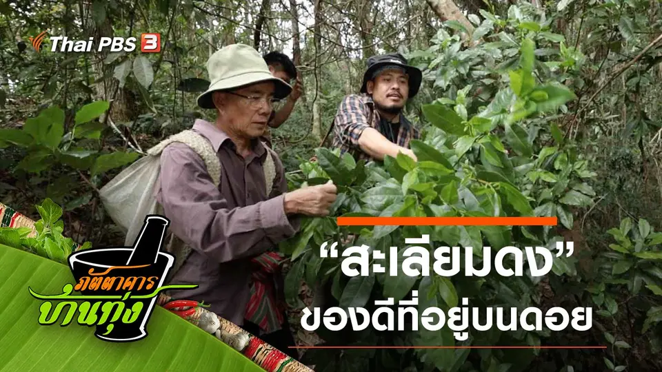 สะเลียมดง
