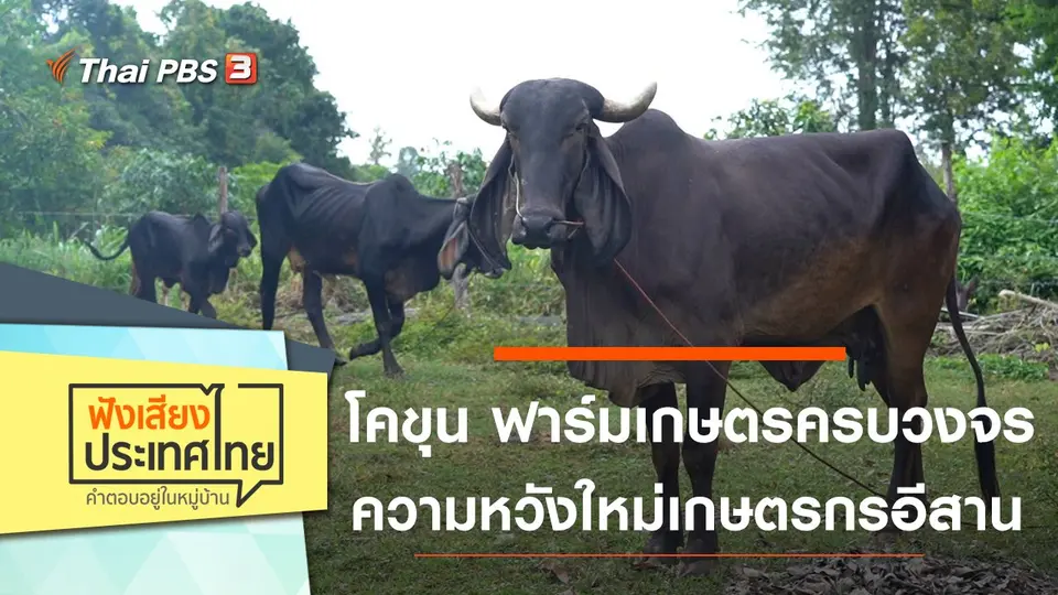 โคขุน ฟาร์มเกษตรครบวงจร ความหวังใหม่เกษตรกรอีสาน