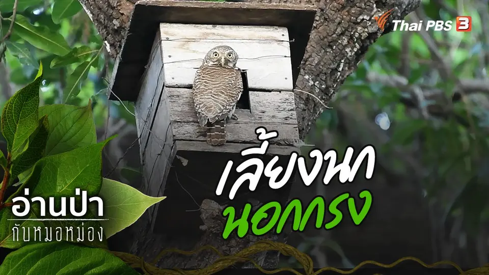 เลี้ยงนกนอกกรง