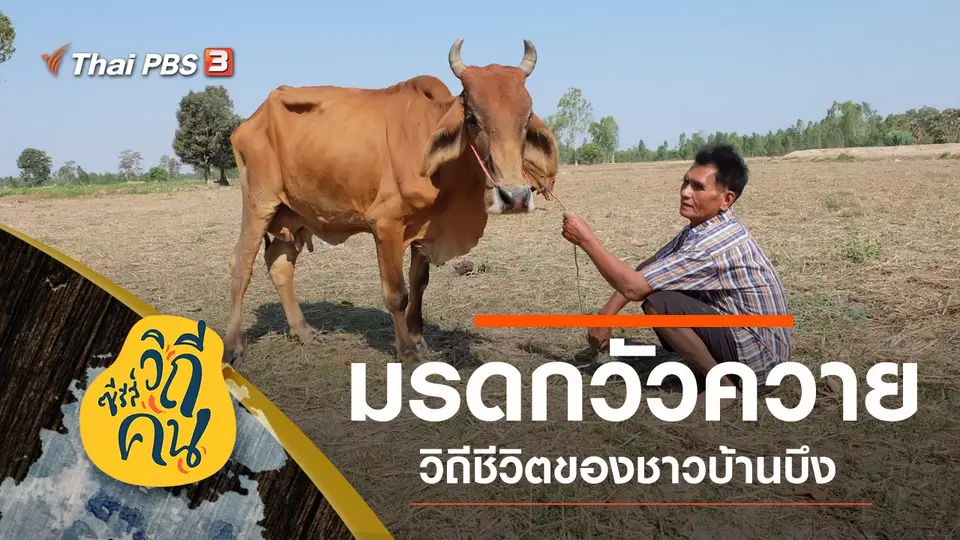 ซีรีส์วิถีคน