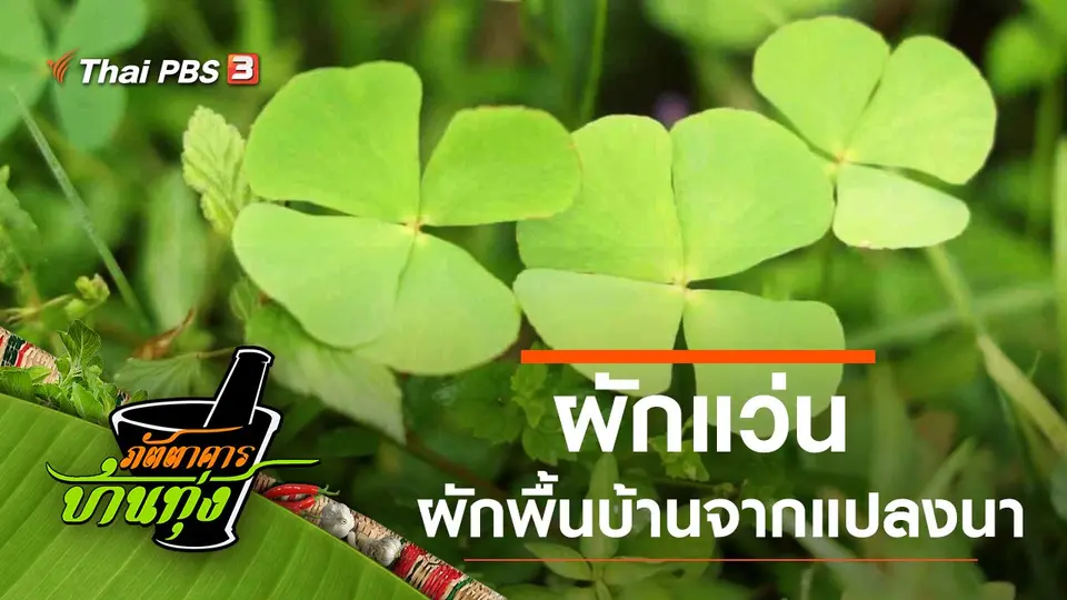 ผักแว่น
