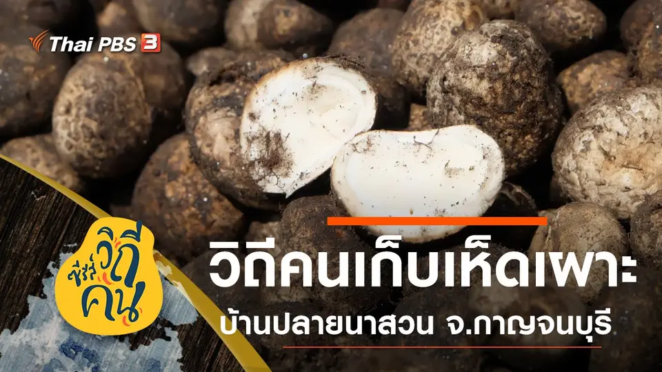 ซีรีส์วิถีคน