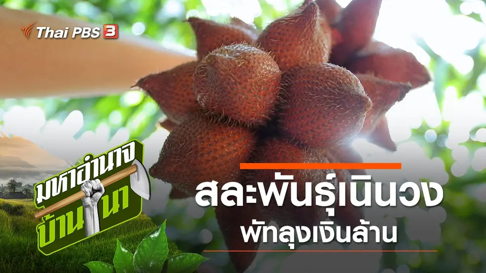 สละพันธุ์เนินวง พัทลุงเงินล้าน