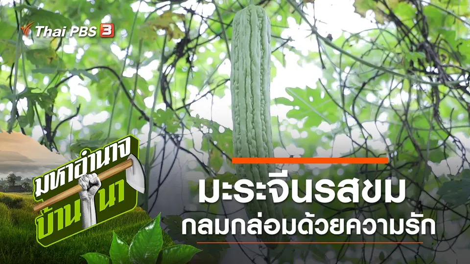 มะระจีนรสขม กลมกล่อมด้วยความรัก