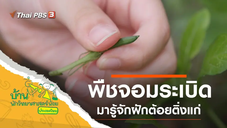 พืชจอมระเบิด