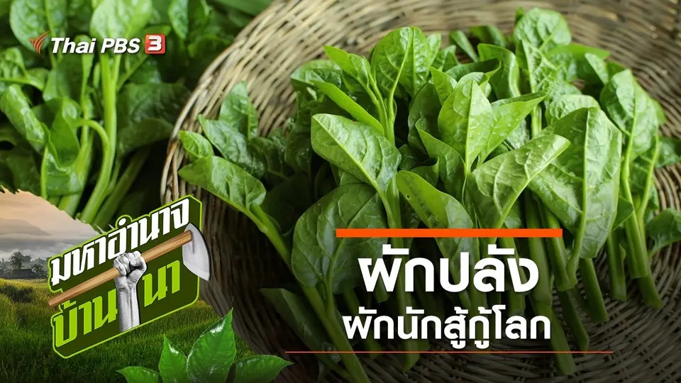 ผักปลัง ผักนักสู้กู้โลก