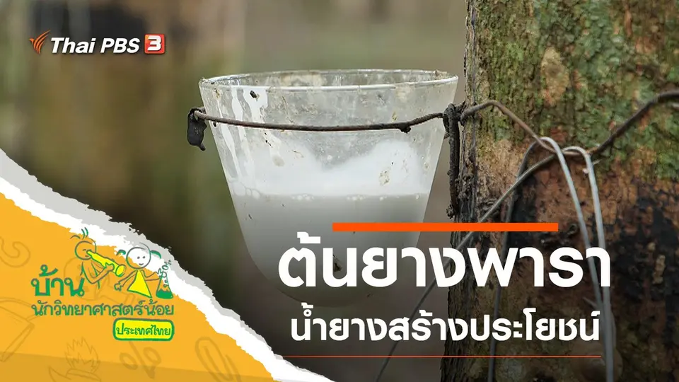 ต้นยางพารา