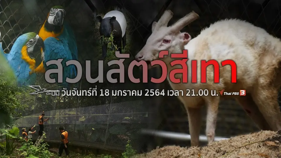 สวนสัตว์สีเทา