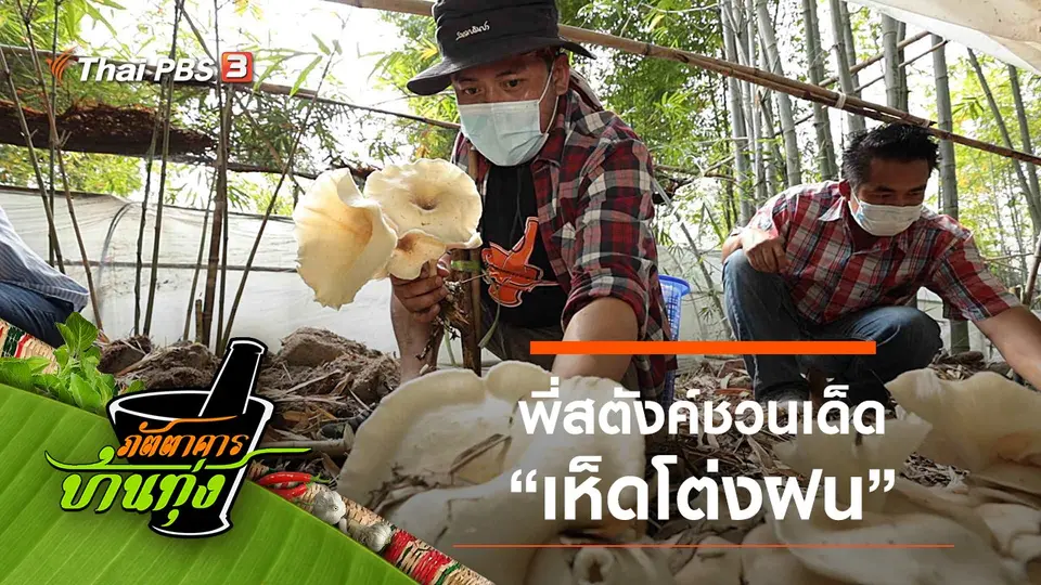 เห็ดโต่งฝน