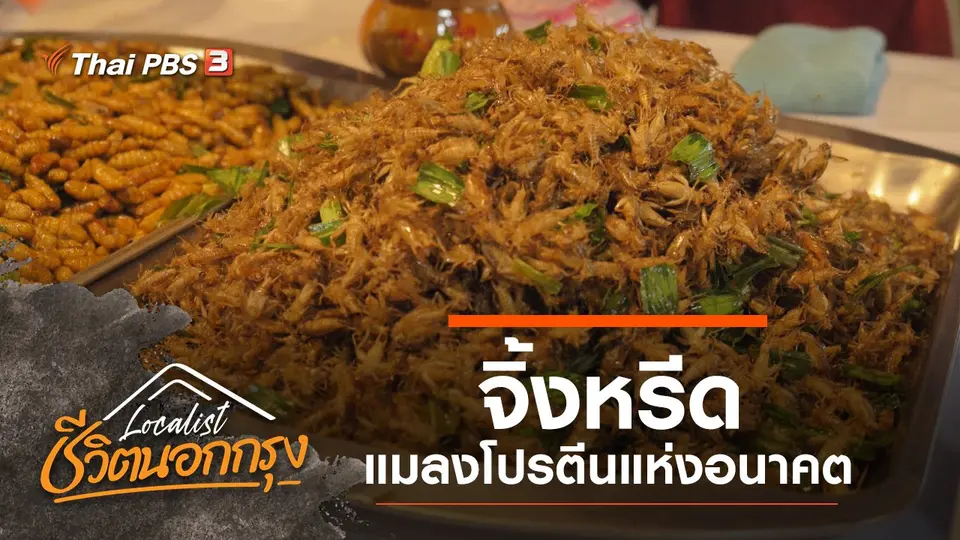 จิ้งหรีด แมลงโปรตีนแห่งอนาคต