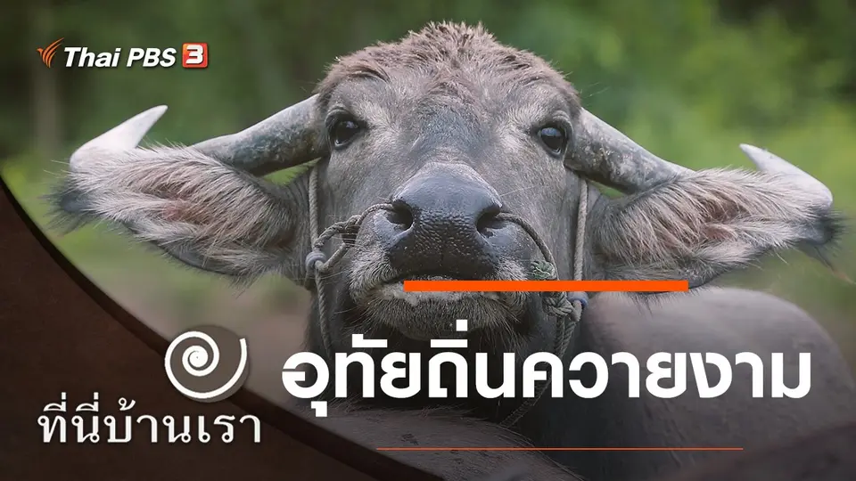 อุทัยถิ่นควายงาม