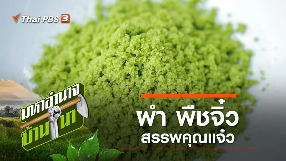 ผำ พืชจิ๋วสรรพคุณแจ๋ว