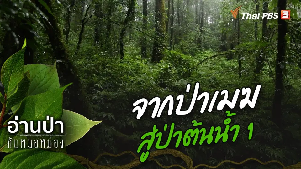 อ่านป่ากับหมอหม่อง