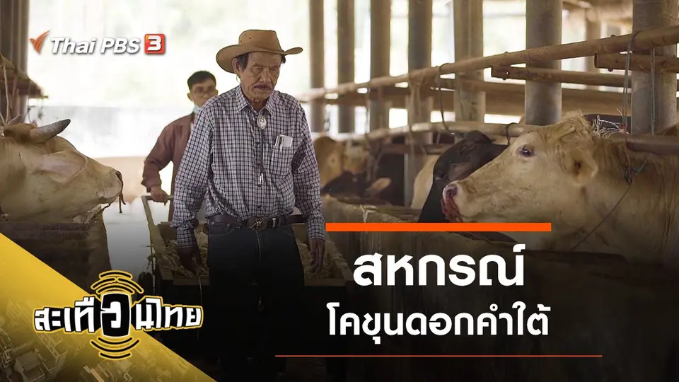 สหกรณ์โคขุนดอกคำใต้