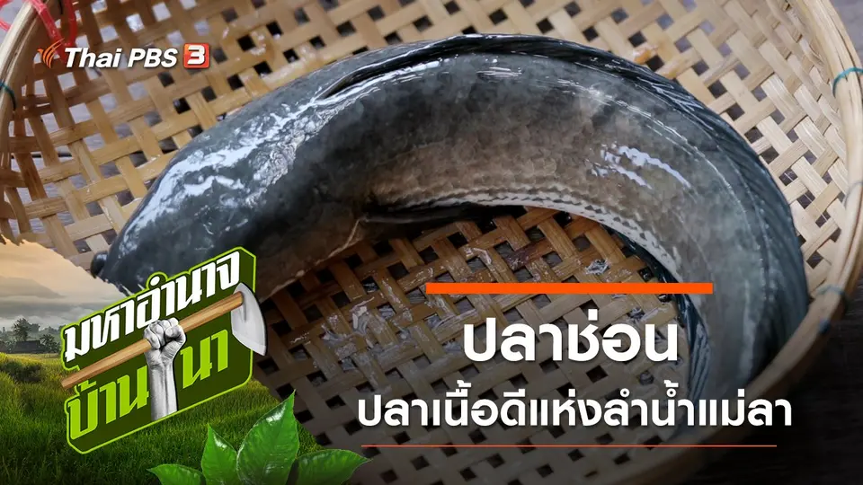 ปลาช่อน ปลาเนื้อดีแห่งลำน้ำแม่ลา