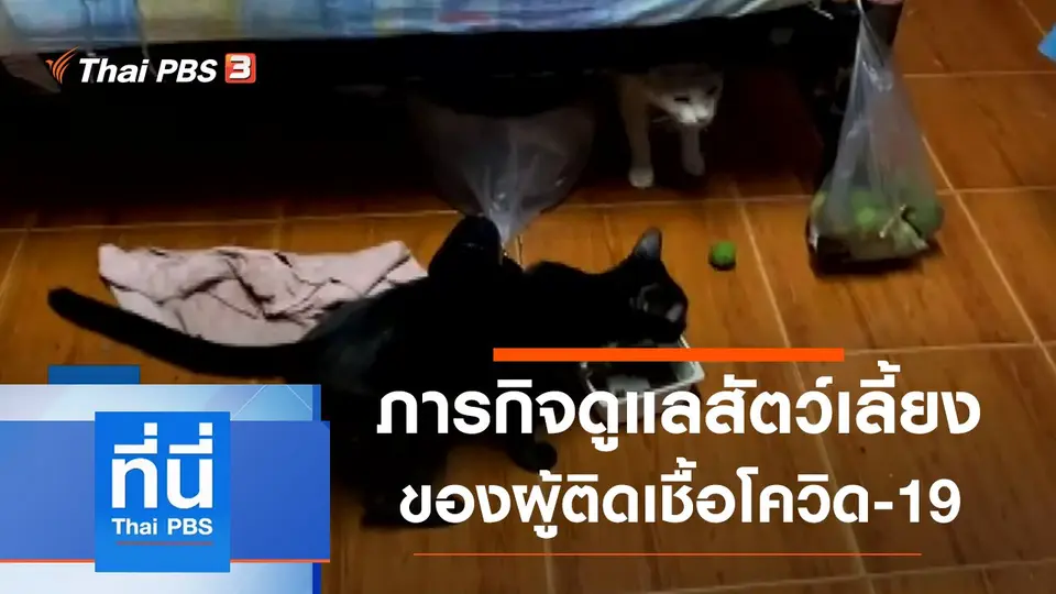 ที่นี่ Thai PBS