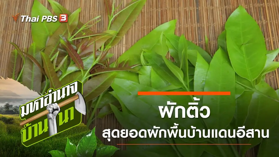 ผักติ้ว สุดยอดผักพื้นบ้านแดนอีสาน