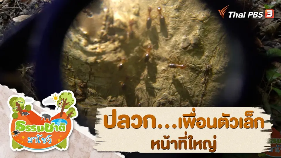 ปลวก...เพื่อนตัวเล็ก หน้าที่ใหญ่
