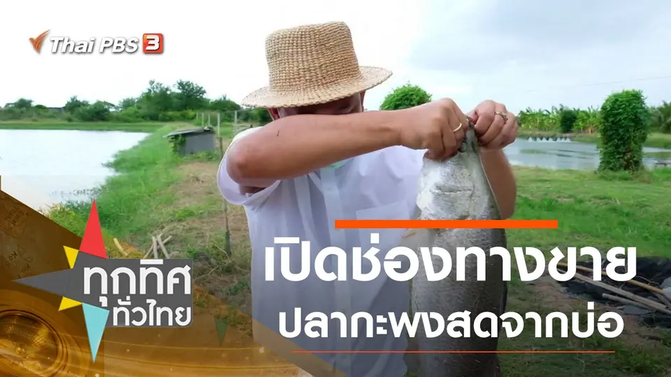 เปิดช่องทางขายปลากะพงสดจากบ่อ
