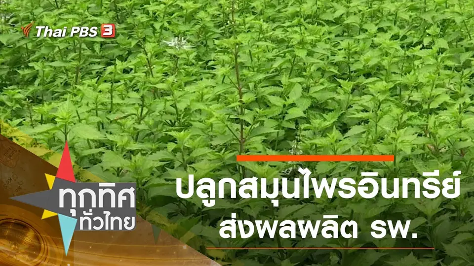 ปลูกสมุนไพรอินทรีย์ส่งผลผลิต รพ.