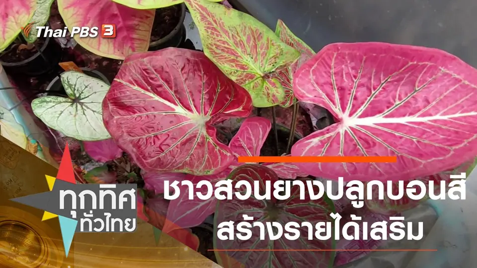ชาวสวนยางปลูกบอนสีสร้างรายได้เสริม
