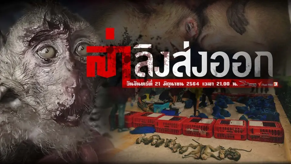 ​ล่าลิงส่งออก