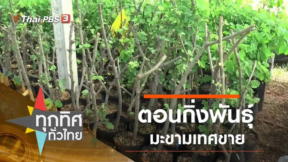 ตอนกิ่งพันธุ์มะขามเทศขาย