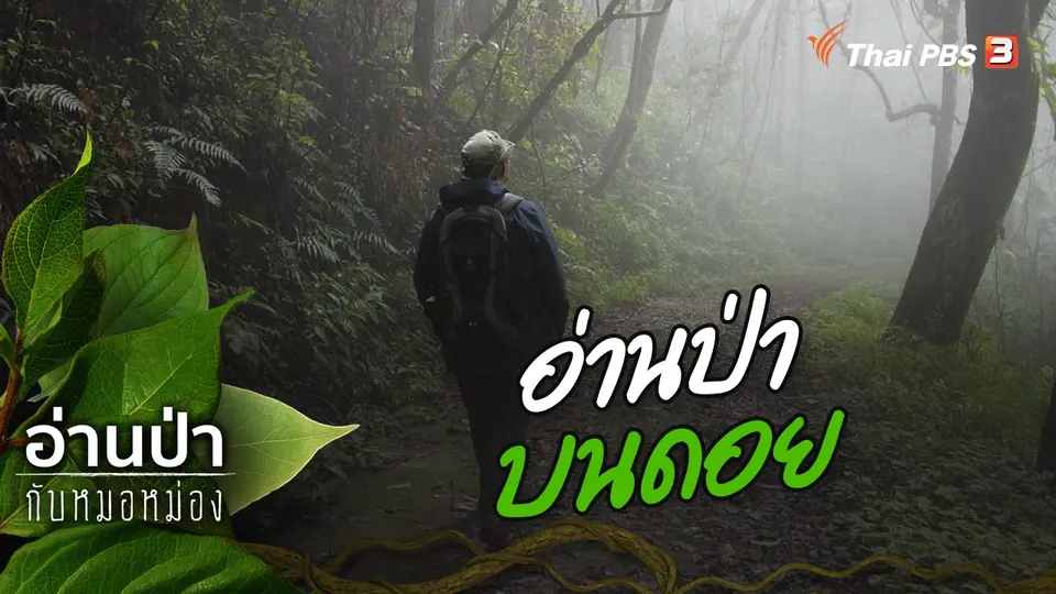 อ่านป่าบนดอย