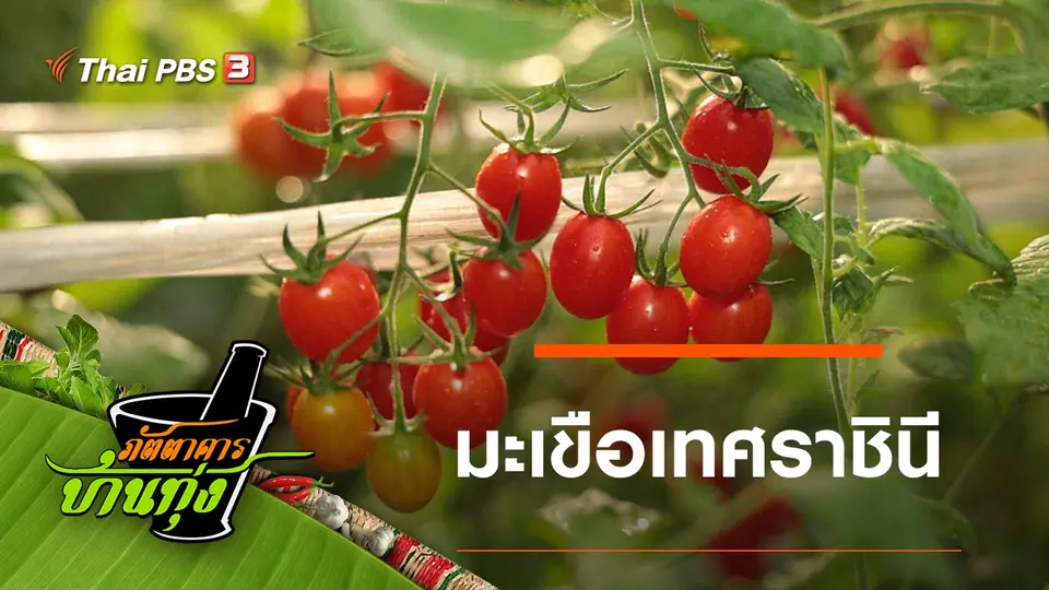 มะเขือเทศราชินี