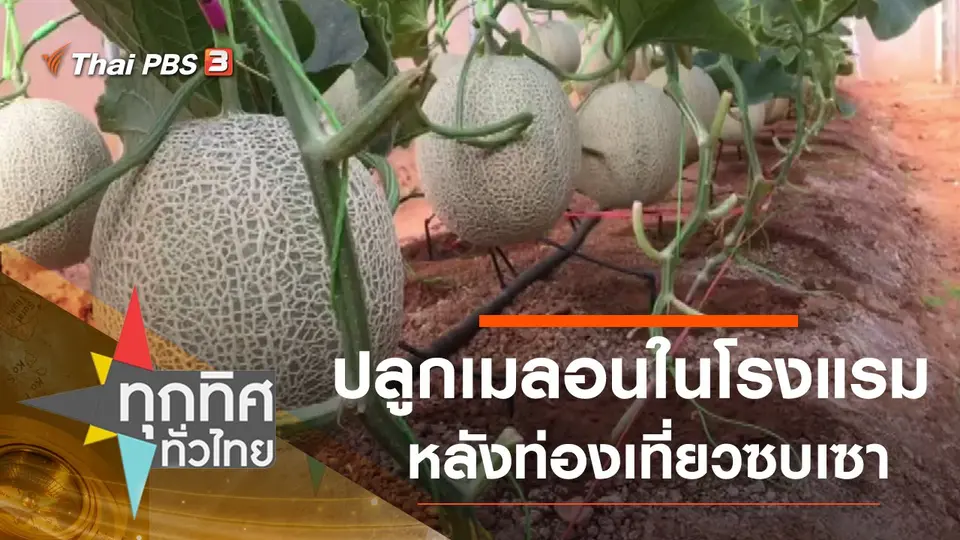 ปลูกเมลอนในโรงแรมหลังท่องเที่ยวซบเซา
