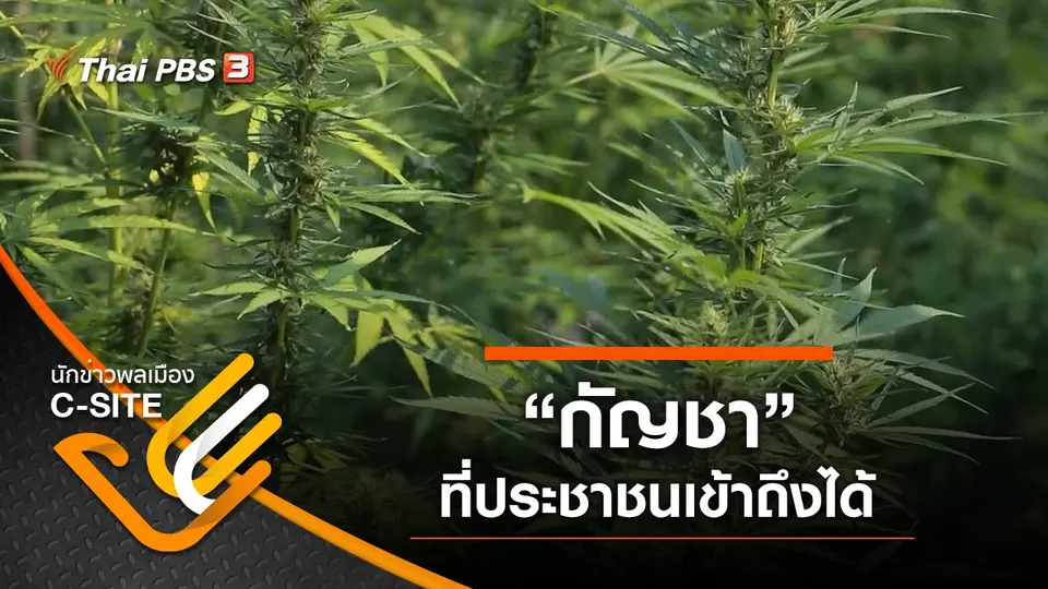 “กัญชา” ที่ประชาชนเข้าถึงได้