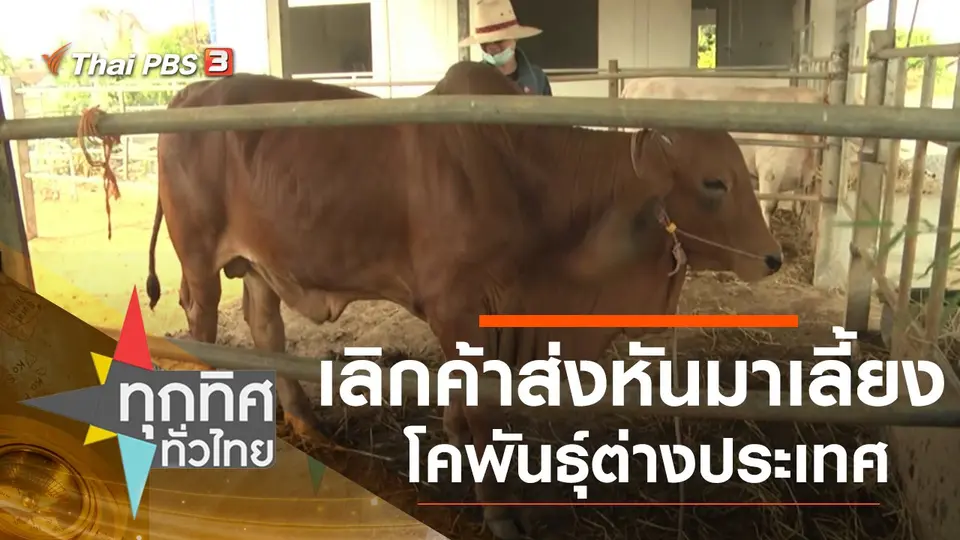 เลิกค้าส่งหันมาเลี้ยงโคพันธุ์ต่างประเทศ จ.กาฬสินธุ์