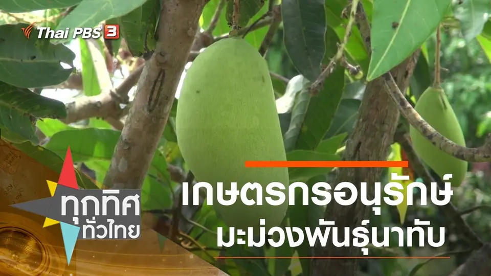 เกษตรกรอนุรักษ์มะม่วงพันธุ์นาทับ จ.สงขลา