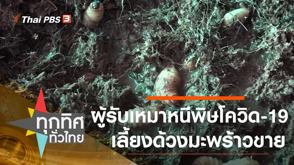 ​ผู้รับเหมาหนีพิษโควิด-19 เลี้ยงด้วงมะพร้าวขาย