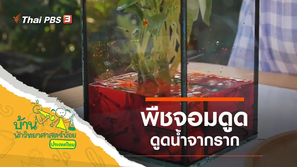 พืชจอมดูด